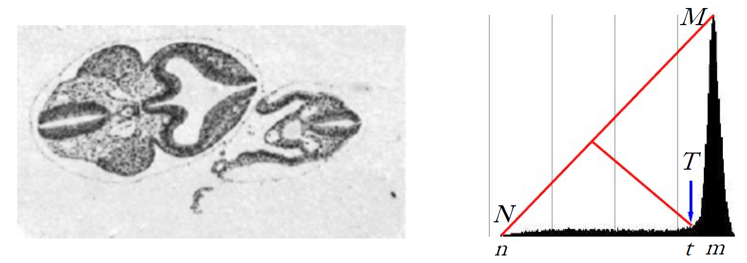 szp10 unimodal